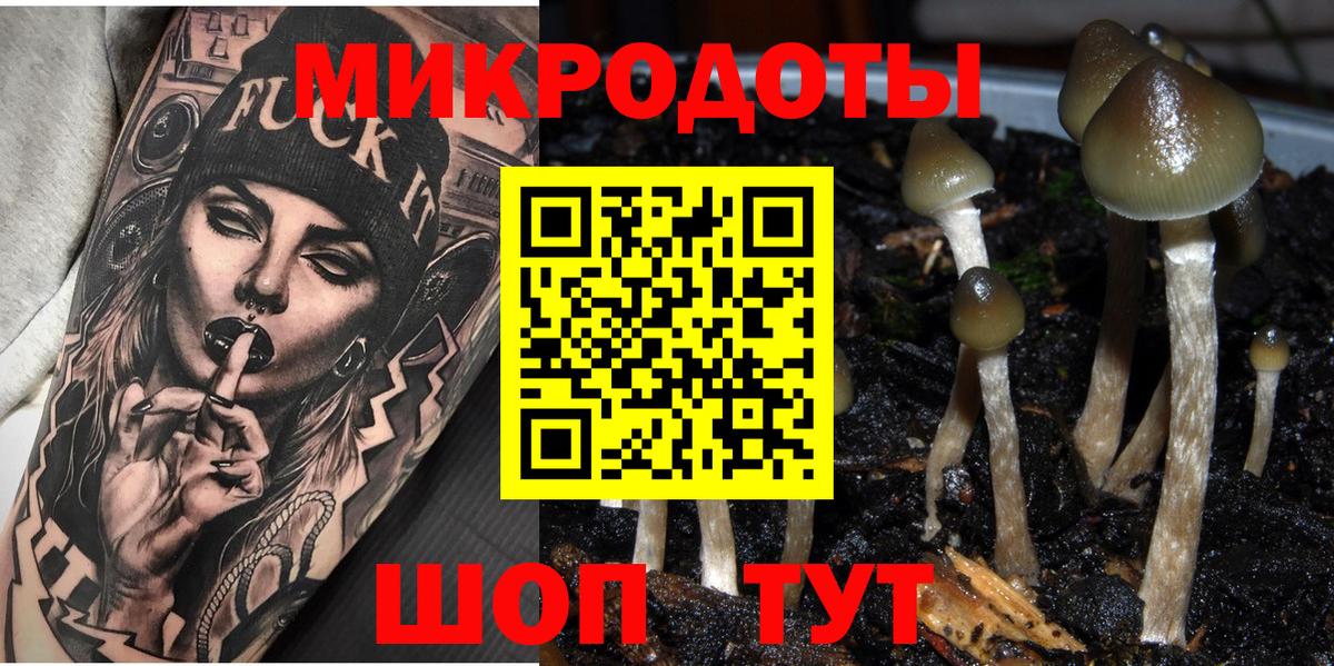 Псилоцибиновые грибы Psilocybe Муравленко